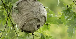 Nid de frelons, habitat.