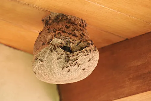 Nid de guêpes, habitat.